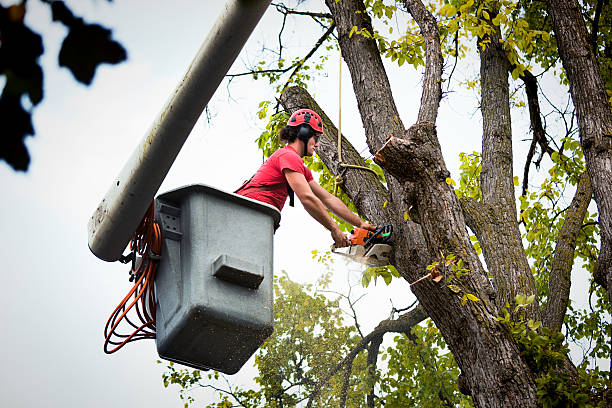  , USA Tree Service Pros